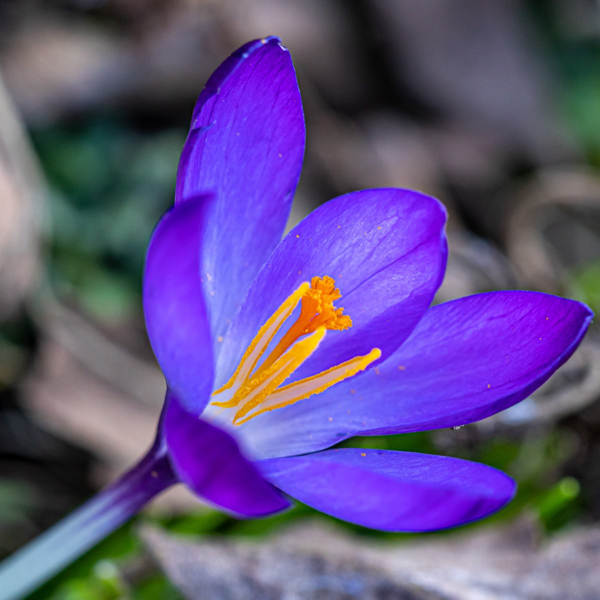 Flor azafran